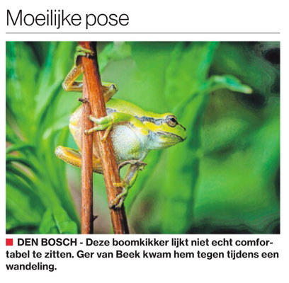 Moeilijke pose, Brabants Dagblad