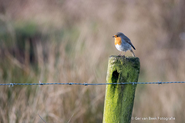 Roodborst