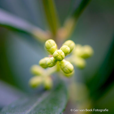 Bloemknoppen olijfboom