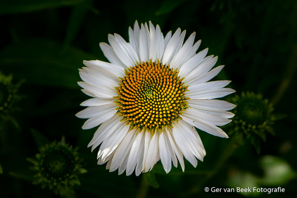 Zonnehoed