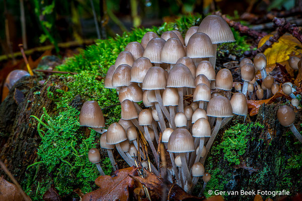 Fraaisteelmycena