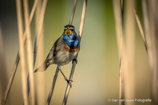 blauwborst