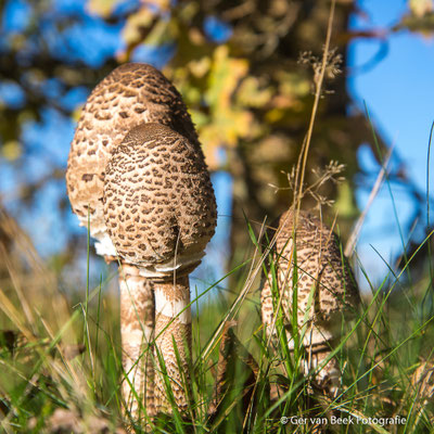 Grote parasolzwam