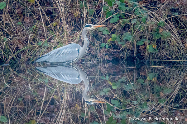 Blauwe reiger