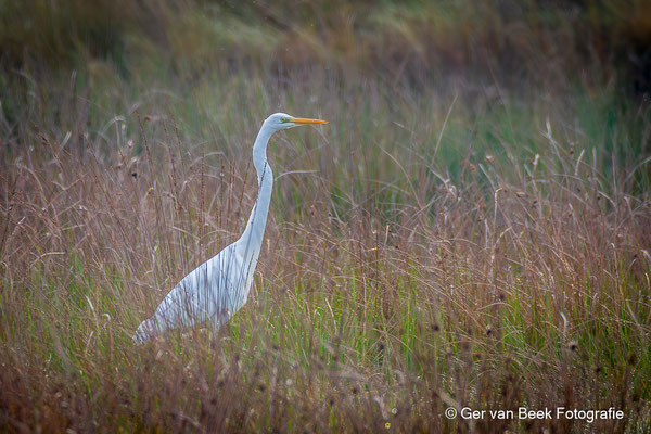 Grote zilverreiger