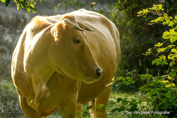 Blonde d'Aquitaine koe