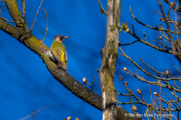 Groene specht