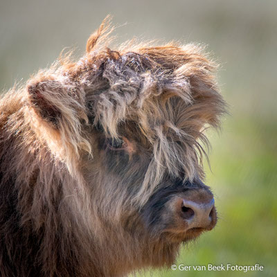 Schotse hooglander