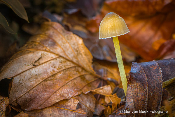 Graskleefsteelmycena