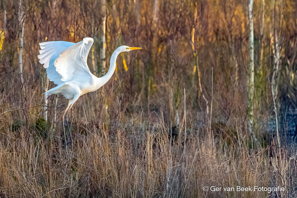 Grote zilverreiger