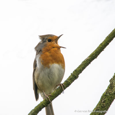 Roodborst