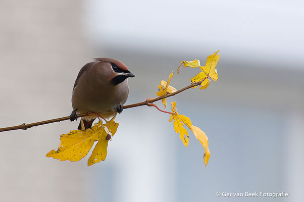 Pestvogel