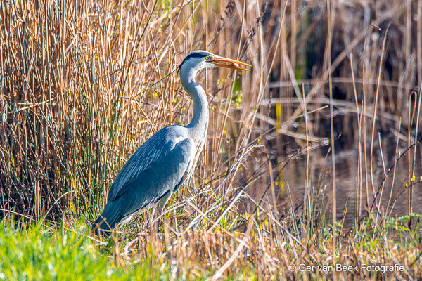 Blauwe reiger