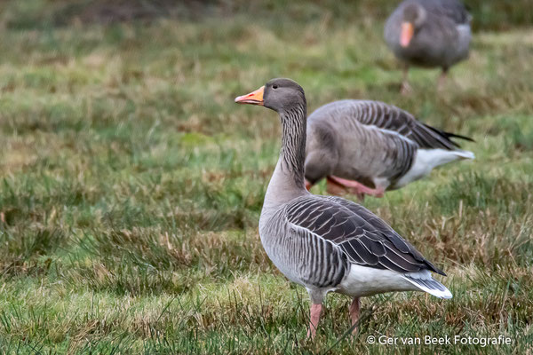 Grauwe gans