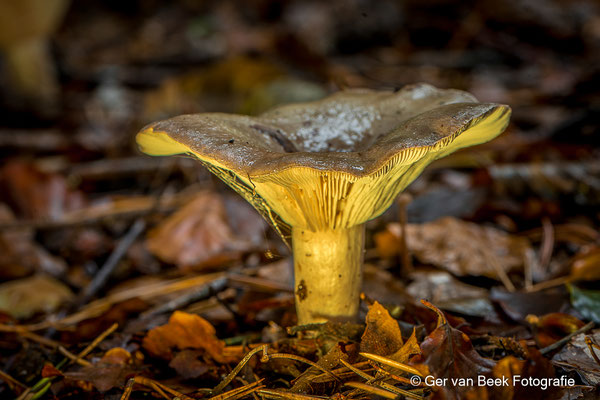 Russula