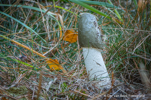 Grote stinkzwam