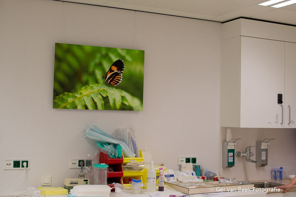 Longbehandelkamer, Jeroen Bosch Ziekenhuis