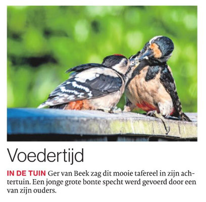 Grote bonte specht Brabants Dagblad