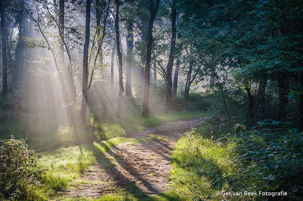 Zon door de bomen