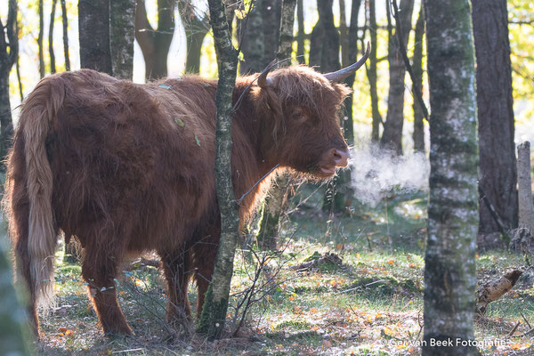 Je mag toch niet roken in het bos ........