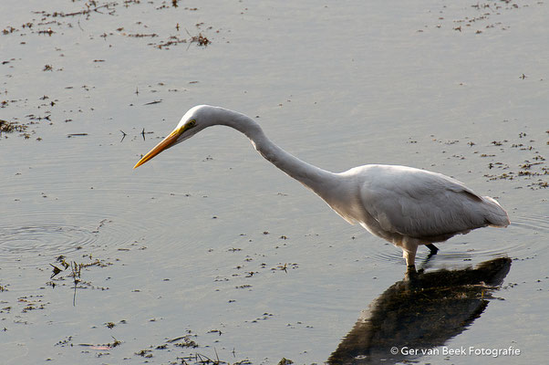 Grote zilverreiger