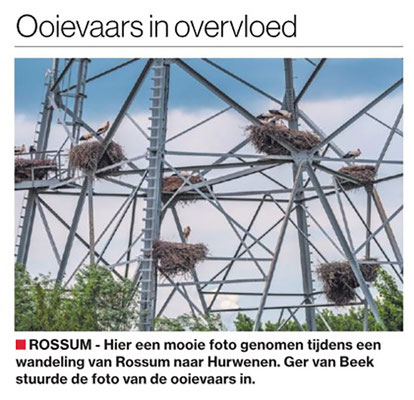 Ooievaars in overvloed, Brabants Dagblad