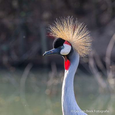Kroonkraanvogel