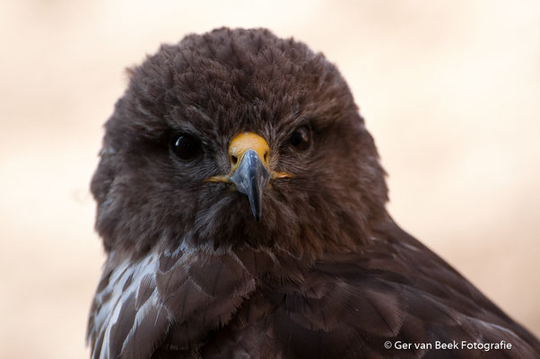 Buizerd