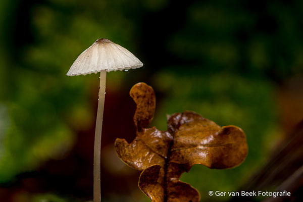 Bleekgele mycena