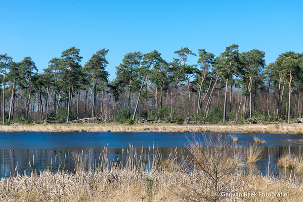 Kogelvangersven