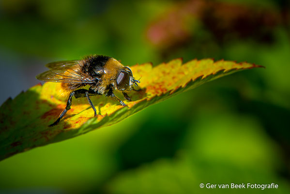 Grote Narcisvlieg
