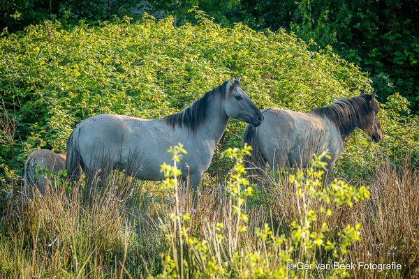 Konickpaarden