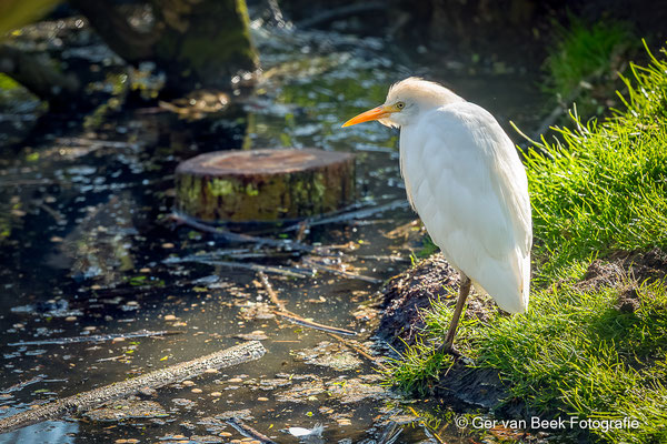 Koereiger