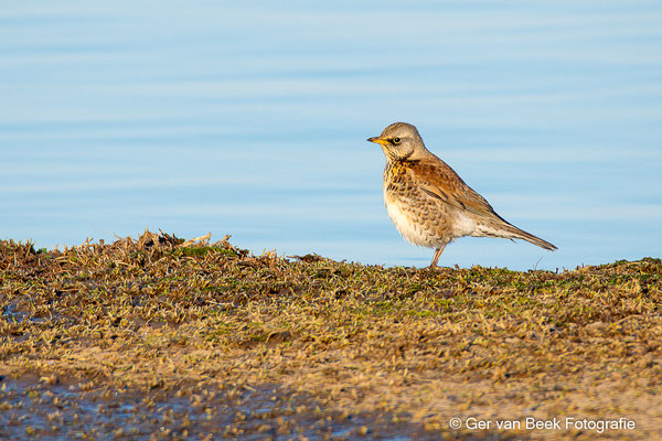Kramsvogel