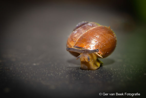 Zwartgerande tuinslak
