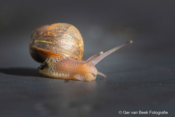 Zwartgerande tuinslak