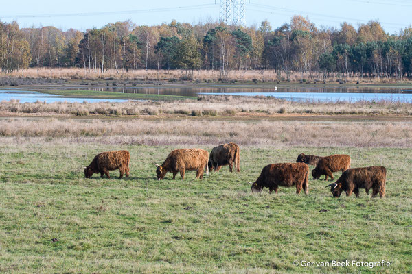Schotse hooglanders