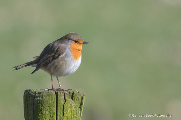 Roodborst