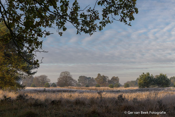 Kampina
