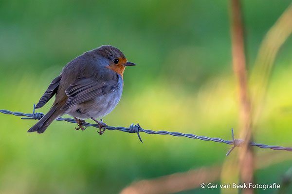 Roodborst