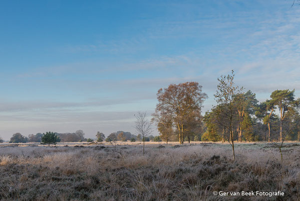Rijp op de heide