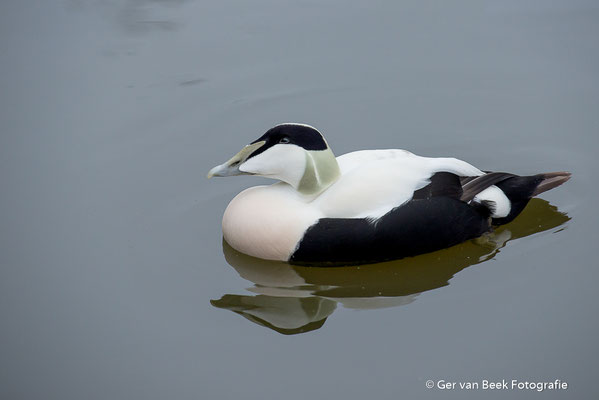 Eider