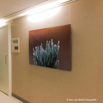 Dialyse afdeling Jeroen Bosch Ziekenhuis
