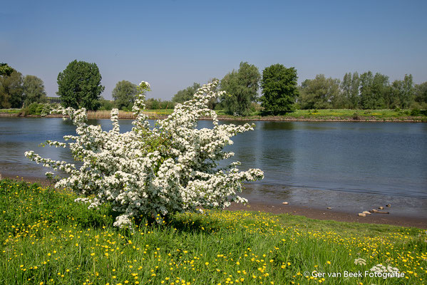 Koornwaard