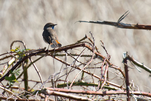 Blauwborst