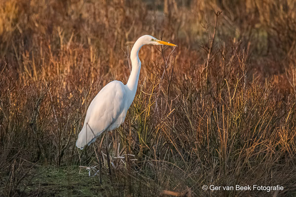 Grote zilverreiger