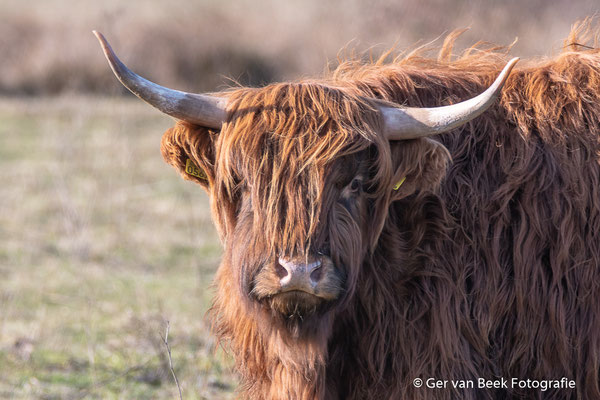 Schotse hooglander