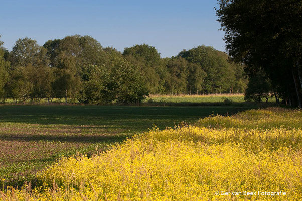 Kampina in bloei
