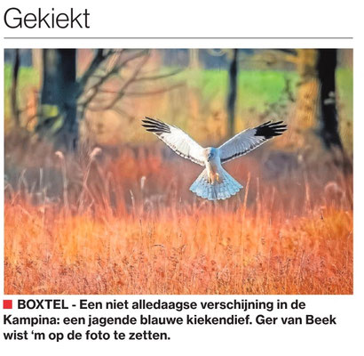 Gekiekt, Brabants Dagblad