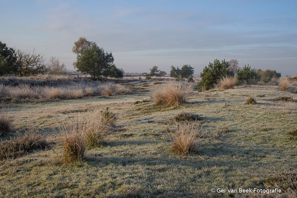 Vorst aan de grond ...